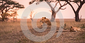 Female African Lion (Panthera leo) on top of a hill in Tanzania's Savannah at sunset - Serengeti National Park, Safari in Tanzani