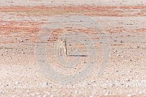 Female African Lion, Panthera leo, walking towards a waterhole