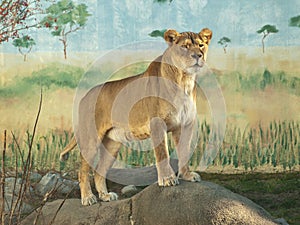 Female african lion portrait