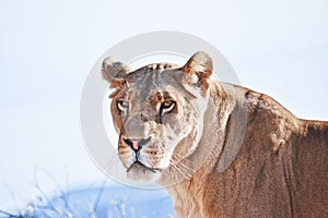 Female African lion portrait, lioness.