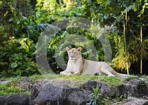 Female african lion sisters resting on top of a rock