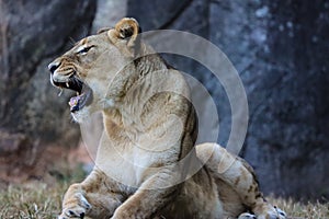 Female African Lion waking from an afternoon nap II