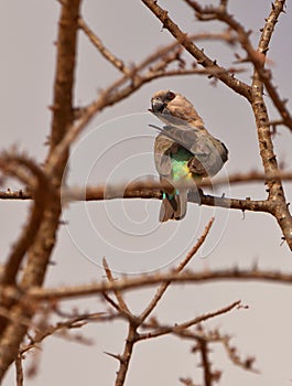 A female African Orange-bellied Parrot