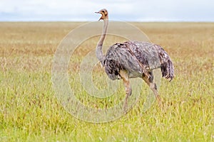 Female African Ostrich bird walking in open grassland at Serengeti National Park in Tanzania, Africa