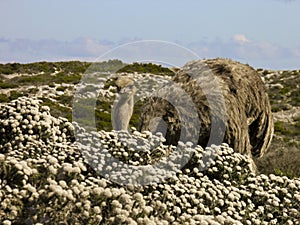 Female of african ostrich