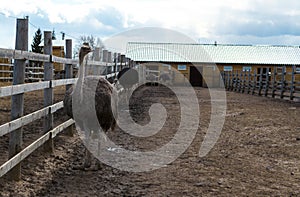 Female of African ostrich on the farm.