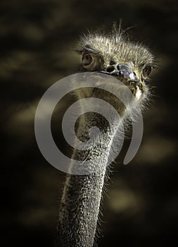 Ostrich Close Up Portrait