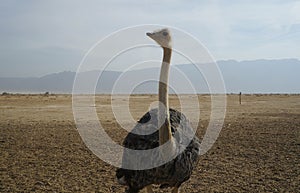 Female African ostrich walking