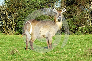 Female African Waterbuck