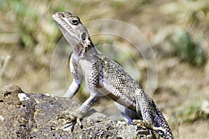 A female Agama Lizard basking on a rock.