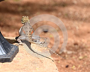 Female Agama lizard, brown african lizard from back