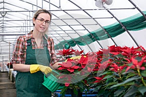 Female agricultural worker feeding poinsettia flowers in a greenhouse from a watering can