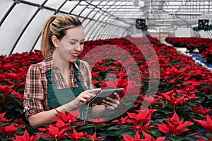 Female agricultural worker with tablet among many poinsettias in plant nursery in greenhouse