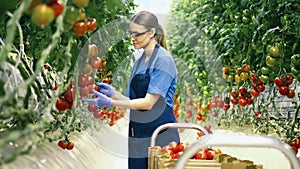 Female agriculturist is gathering ripe tomatoes