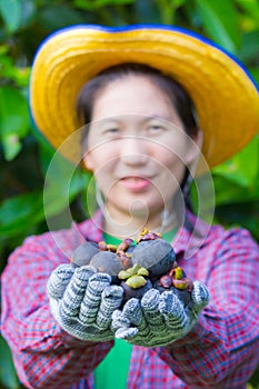Female agriculturist hand showing mangosteens