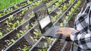 Female agriculturist hand using laptop computer to record growth data of many little green Chinese cabbage in organic farm