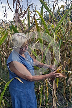 Female agronomist controls corn