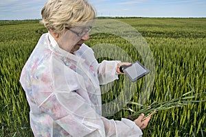 Female agronomist controls wheat