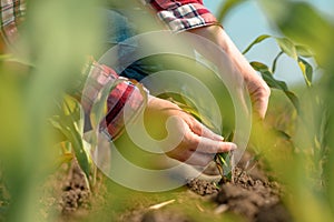 Female agronomist examining young green corn crops in field