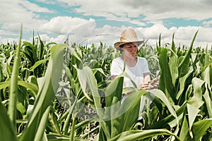 Female agronomist farmer examining unripe green corn maize crop plants in cultivated field