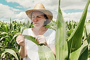 Female agronomist farmer examining unripe green corn maize crop plants in cultivated field