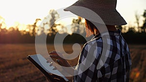 Female agronomist using digital tablet at wheat meadow at dusk. Farmer monitoring harvest at barley field at sunset