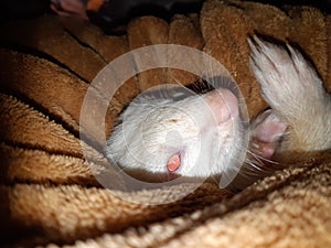 Female albino ferret 1 year old