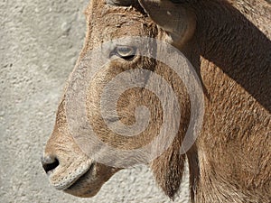 Female alpine ibex