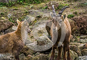 Female alpine ibex mother standing next to her kid, wild goats from the european alps