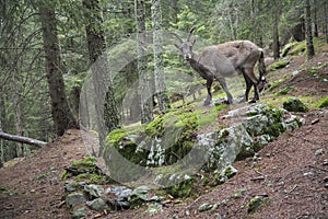 Female alpine ibex in a wood
