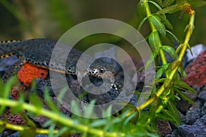 A female alpine newt, Ichthyosaura alpestris underwater