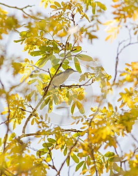 Female Amani Sunbird