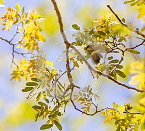 Female Amani Sunbird photo