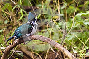 Female Amazon kingfisher - Chloroceryle amazona