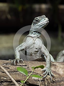 female Amboina Sail Finned Lizard, Hydrosaurus amboinensis, sits on a trunk on the water and looks around