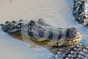 Female American Alligator