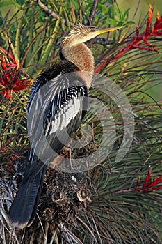 Female American Anhinga