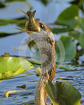 Female American Anhinga Swallowing a Fish