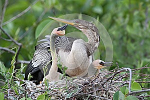 Female American Anhinga with Young at Nest - Everglades National