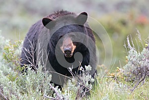 Female American Black Bear (Ursus americanus) in Yellowstone National Park