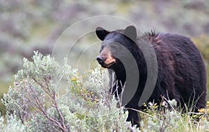 Female American Black Bear [Ursus americanus] in Yellowstone National Park in Wyoming