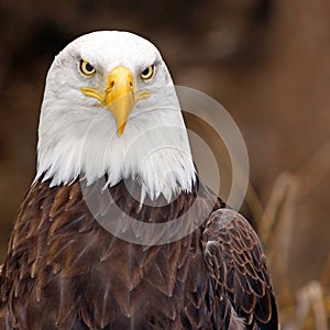 Female American Eagle