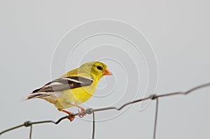 Female american goldfinch