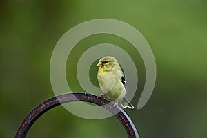 Female American Goldfinch Carduelis tristis perched in a garden