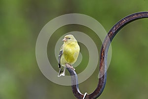 Female American Goldfinch Carduelis tristis perched  in a garden