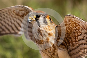 Female American Kestrel