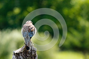 A female American Kestrel looking back from a perch in New Mexico.