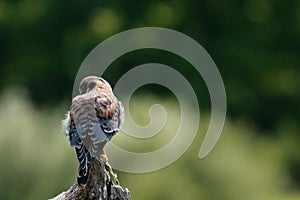 A female American Kestrel looking back from a perch in New Mexico.