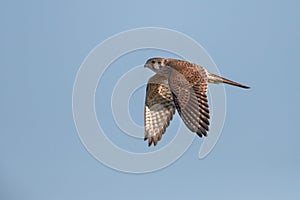 Female American Kestrel In Flight