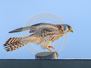 A female American Kestrel on a perch.